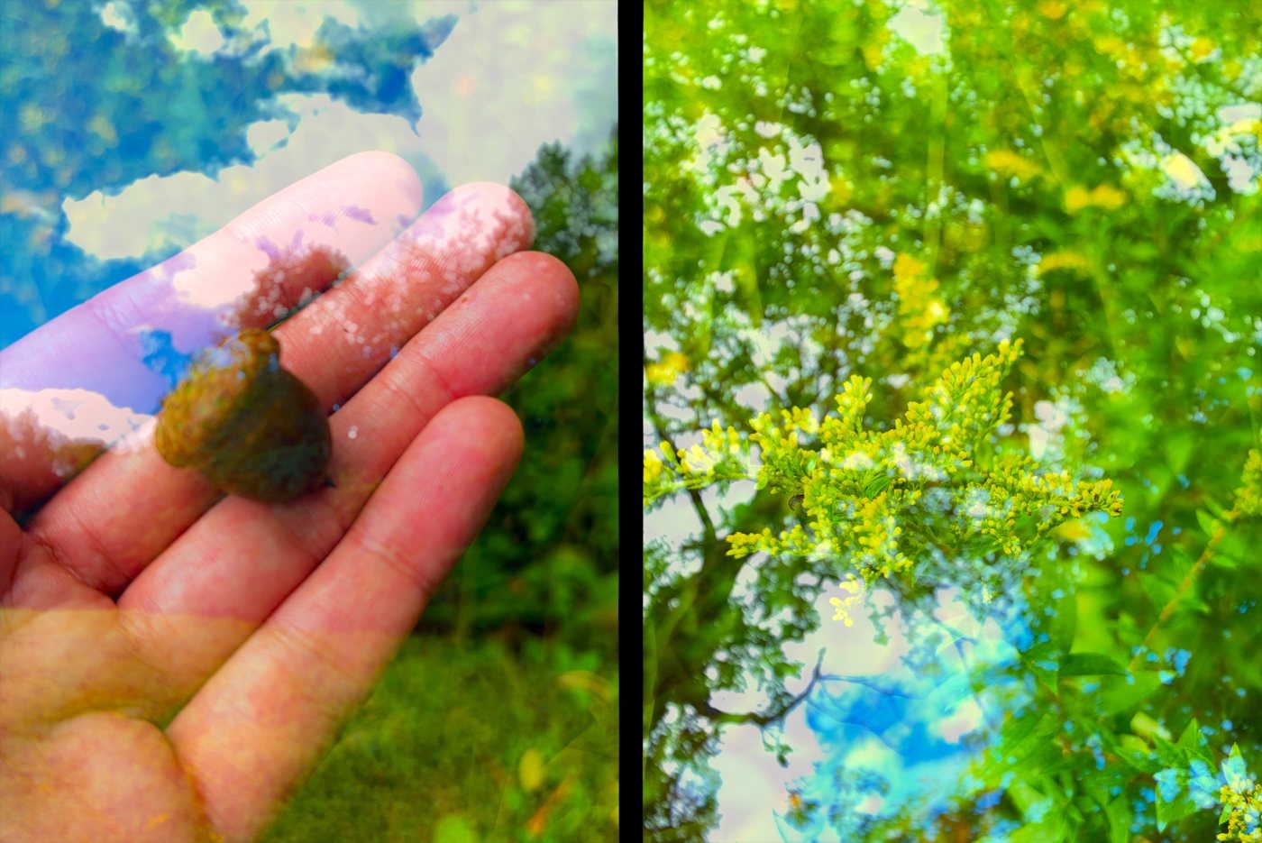 A half-frame pair: an acorn in a hand under sky, and goldenrod over trees