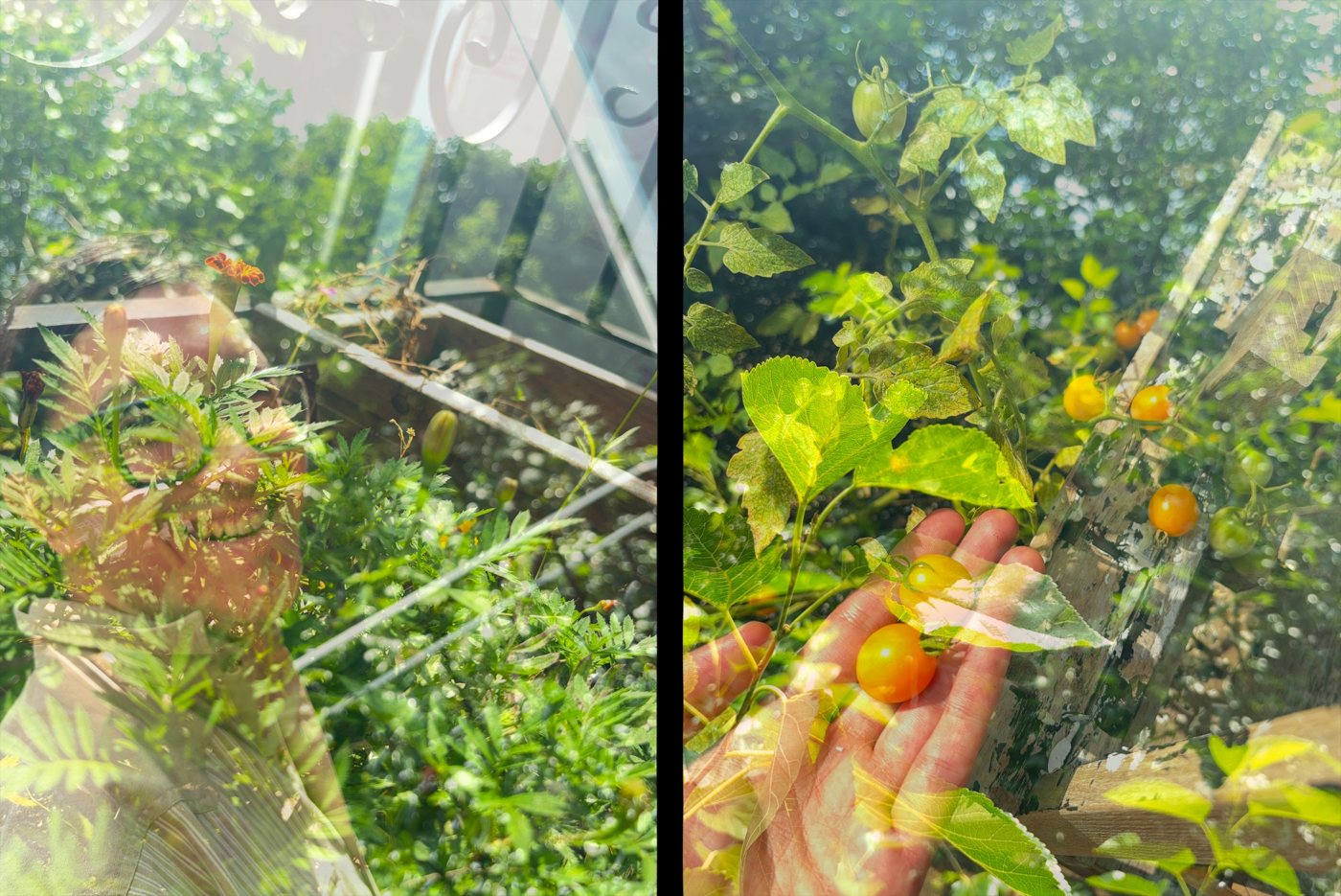 A half-frame pair: a garden and tomatoes